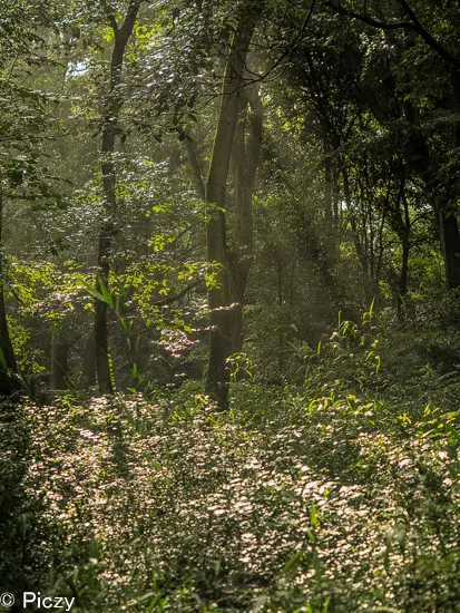 木漏れ日