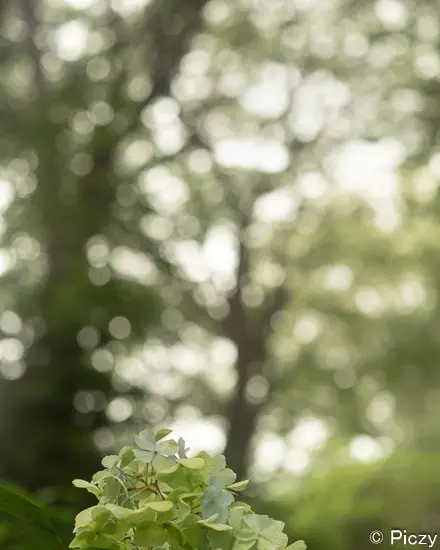 木漏れ日の玉ボケ