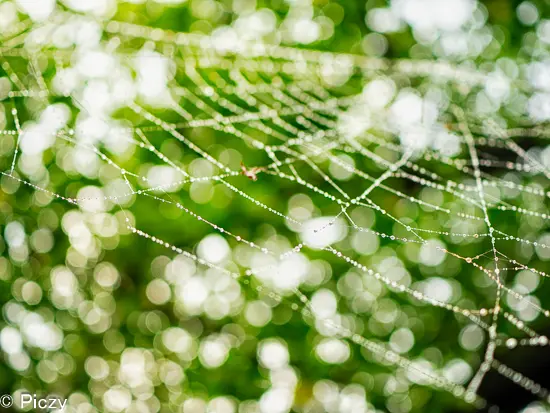 蜘蛛の巣と玉ボケ