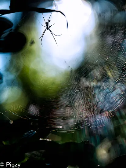 RAW現像した写真