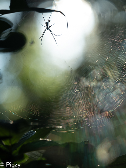 朦朧とした木漏れ日と光る蜘蛛の巣