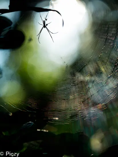 ブレンドモードのソフトライトの効果の写真