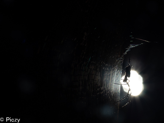 木漏れ日の逆光による蜘蛛のシルエットの写真