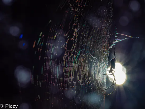 Lightroomで暗部を持ち上げた写真