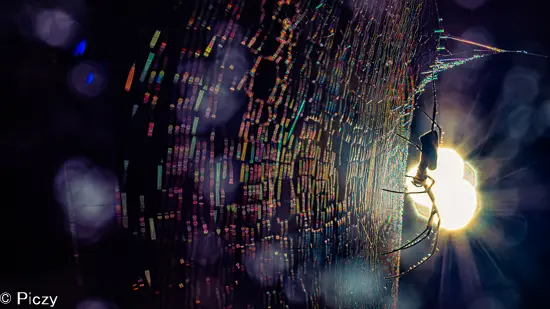 仕上げた真っ逆光での蜘蛛の巣の写真