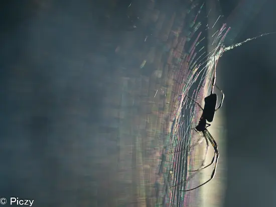 真逆光を避け撮影した蜘蛛の巣の写真