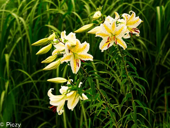 まとまって咲いている山百合