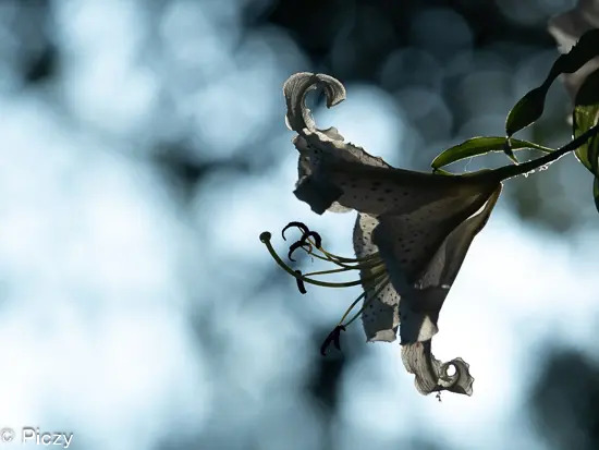 夏の早朝に撮影した山百合