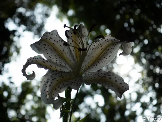 アンダーな山百合の写真