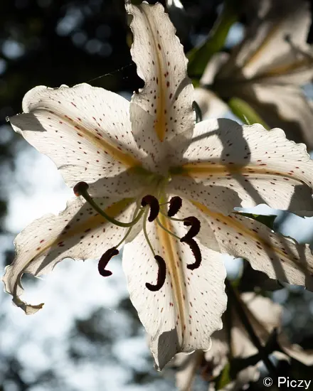 山百合のアップの写真