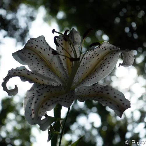 アスペクト比を１：１にした写真