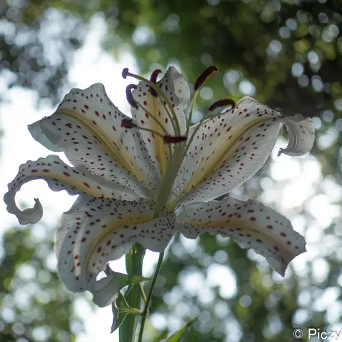 シャドウと黒レベルを上げた写真