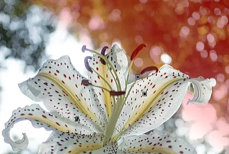 被写体の部分を引いた線形グラデーションマスク