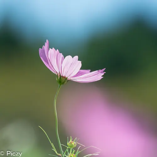 逆光から撮影したコスモスの花