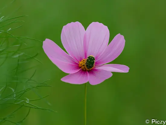 しっとりとしたコスモス