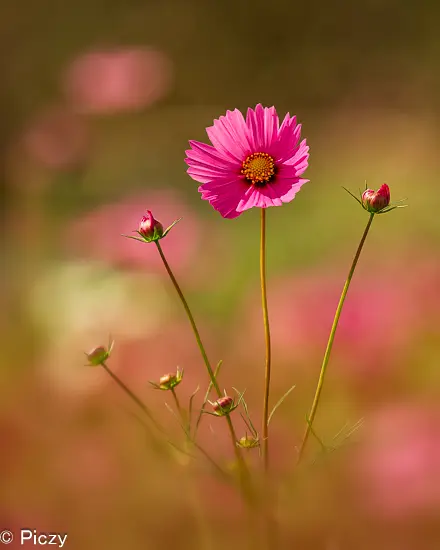 ベタっと光の上、花に影が出来てしまう順光でのコスモスの撮影