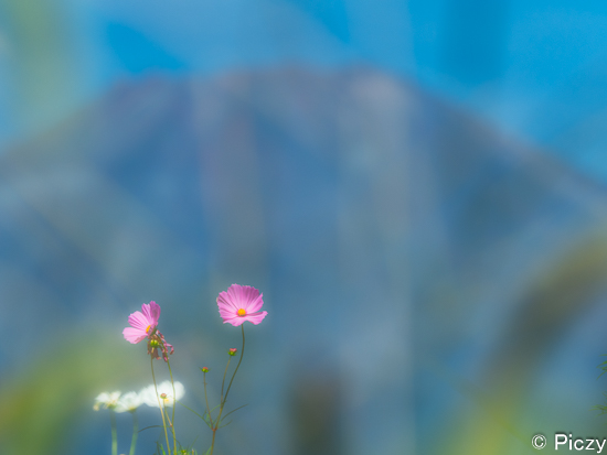 富士山を背景に撮ったコスモスの花