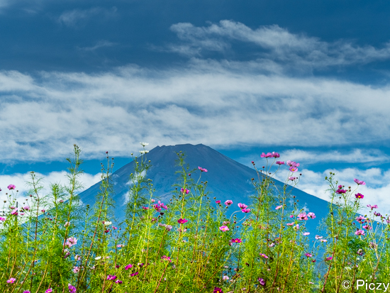 秋空と富士山を背景にしたコスモスの写真