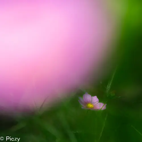 大きな前ボケとコスモス