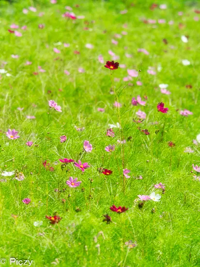 風に揺れるコスモス