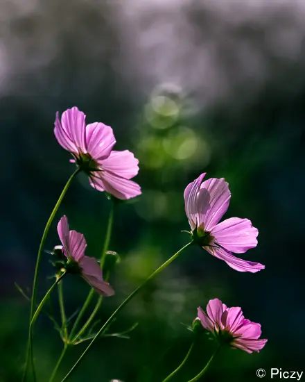 風に揺れるコスモス