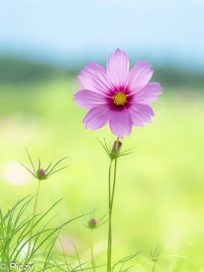 夏の眩しさの中のコスモス