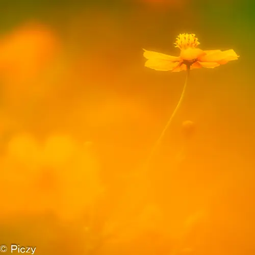 キバナコスモス