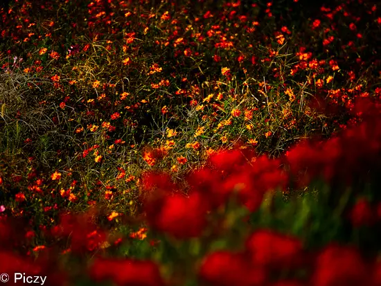 彼岸花を前ボケに