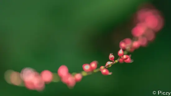 ボケ具合と玉ボケが分かり易い写真