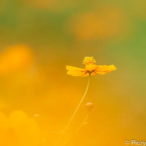キバナコスモスの写真