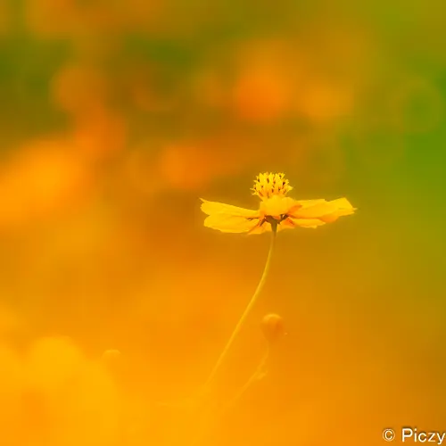 玉ボケを描き入れたキバナコスモスの写真