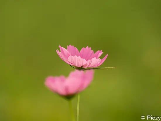 紫色のコスモスの写真