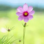 9月に残る夏の輝き