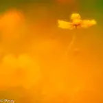 キバナコスモスの色