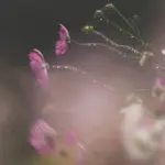 雨と風に耐えて咲く秋