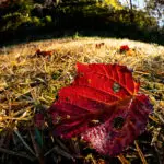 朝露に濡れそぼつ落葉