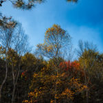 秋空の木立