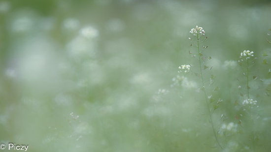 前・後ボケの入った写真