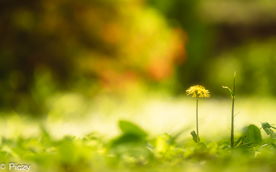 地面に生えたたんぽぽ