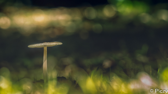 地面に生えているキノコを撮影