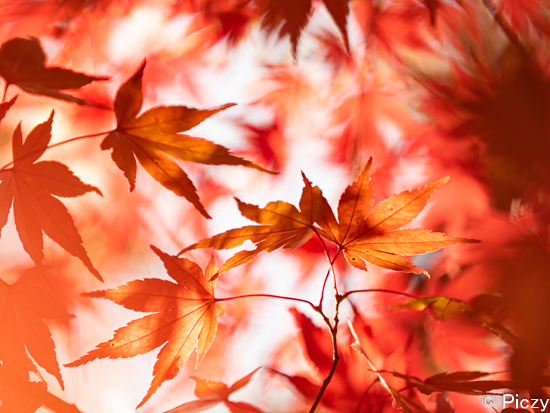 揺れる紅葉の写真