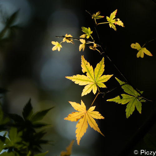 光る紅葉