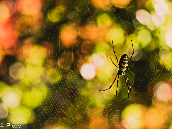 紅葉の玉ボケを背景にして蜘蛛の巣を撮る