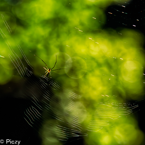 横糸を張る蜘蛛を撮る