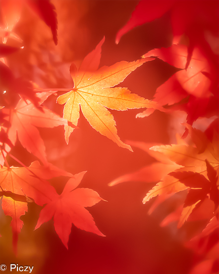 和の雰囲気の紅葉の写真