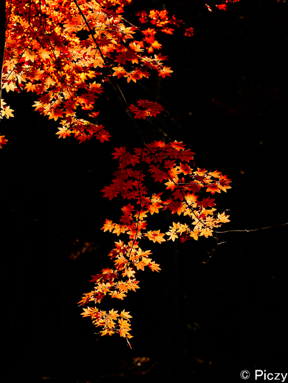 樹海間際の紅葉
