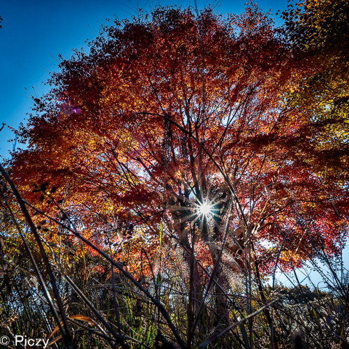 逆光で撮った紅葉の木