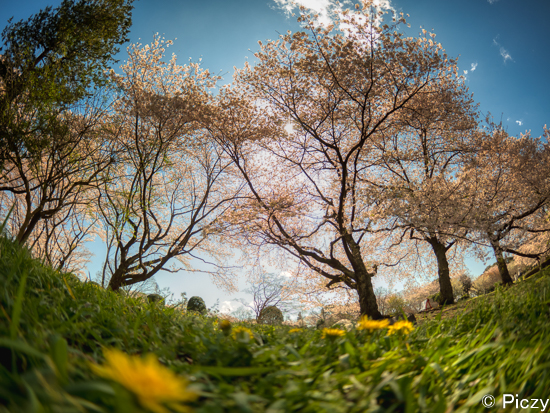 ローアングルから地面を入れて撮影した桜の木々
