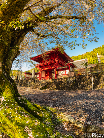 桜で有名な寺