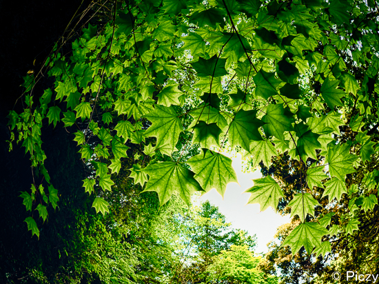 M.ZUIKO DIGITAL ED 8mm F1.8 Fisheye PROで近接して撮った写真で撮影した緑の葉